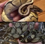 Choosing Your Pet Snake: A Detailed Comparison of Ball Pythons and Red Tail Boas.
