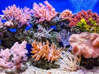 Beginners Guide: Setting Up Your First Saltwater Aquarium And What You Need To Know.