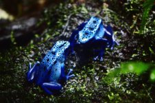 The Fascinating Adaptations of Poison Dart Frogs