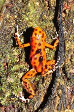 Strawberry_poison-dart_frog_transporting_the_tadpoles_(9464704765).jpg